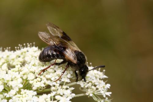 Abia fasciata